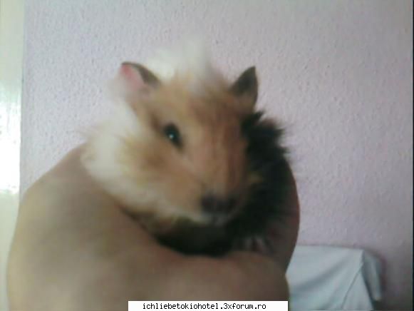 si asta este hamsterul meu