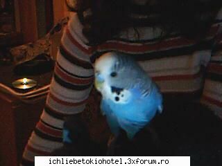 aici scriem nooastre daca avem un animalutz si ce este si cum se imi plac un papagal e albatsru si