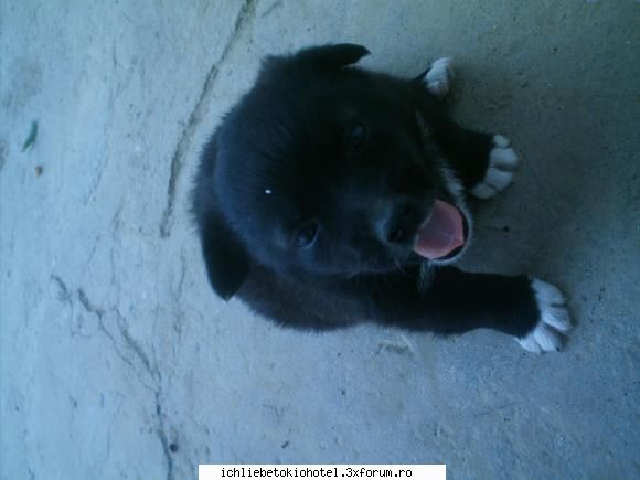 ursu: