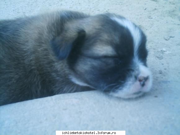 fluffy :