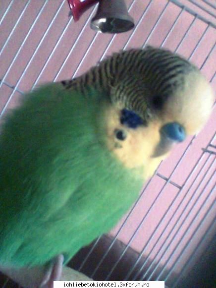 vreau catzel..d cadavru ei..mi`am luat ..ams pozez..ii ador..da nu`s mytzi meu..el pufuletele ღ^~*AdmInIstraToR*~^ღ