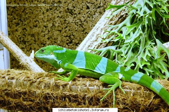 iguana my story