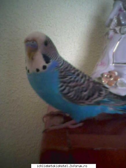 nostim rau...daca pzoe...cu tale ale puis&nbsp; ale vedem noi....mai pzoa putza meu&nbsp; cel mik ღ^~*AdmInIstraToR*~^ღ