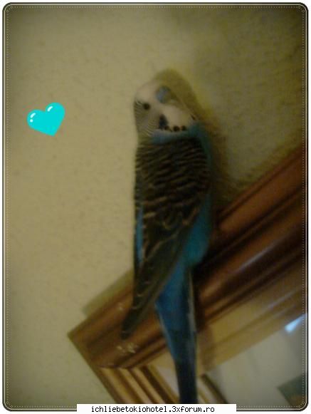 nici zici tuns tine..e ..ff dragutz.. si&nbsp; puricosu meu.. ღ^~*AdmInIstraToR*~^ღ