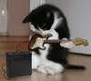picture(funny) - asta e ..Tom impisicat =)))=))=))=))=)) - ღTomღ